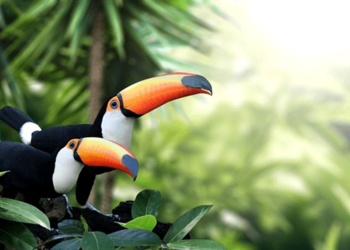 Andan en grupo y se hacen sentir