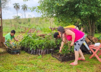 Más de 200 mil árboles para restaurar la selva misionera