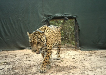 Preocupación por Acaí: la yaguareté liberada en El Impenetrable está desaparecida