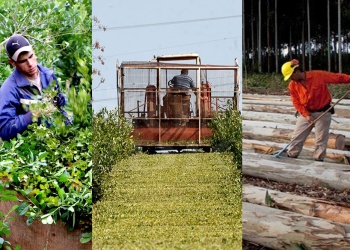 Nación oficializó las nuevas escalas salariales para yerbateros, tealeros y forestales misioneros