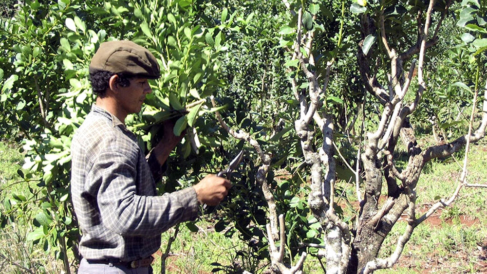López Sartori advirtió que la producción misionera atraviesa una etapa compleja marcada por daños climáticos y la crisis de la cadena yerbatera – Primera Edición