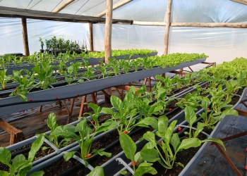 El INTA investiga sustratos para  optimizar la producción de plantas