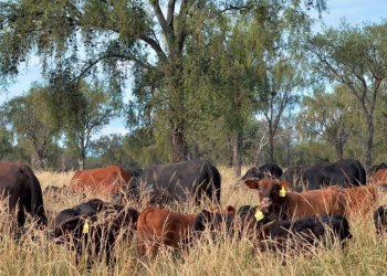 Se anticipa un verano con escasas lluvias, desafío para los productores