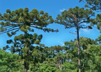 Ciencia y manejo para rescatar al emblemático “Pino Paraná”