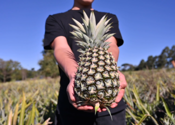 Ananá misionero: expansión de un cultivo que va  en crecimiento