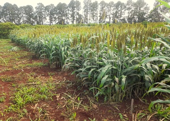 Evalúan el sorgo como alternativa para la ganadería de Misiones