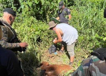 Investigan ataque a ganado en Andresito y no descartan la presencia de un yaguareté