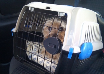 El Gobierno habilitó el transporte de mascotas en trenes y micros de larga distancia