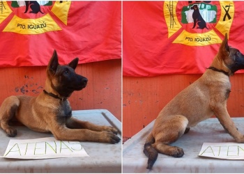 La nueva integrante de la unidad K9 de Iguazú ya tiene nombre: Atenas