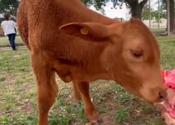 Horror en Córdoba: carnearon a “Berni”, la mascota de una escuela primaria