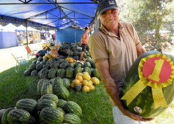 Productor premiado con dos variedades de sandía