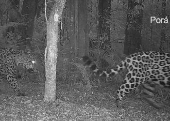 Misiones: registran a la yaguareté Porá acompañada en el Parque Urugua-í