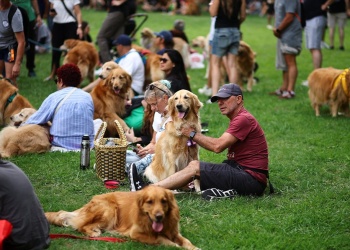 Argentina: juntaron a miles de “Golden Retriever” y batieron un récord mundial