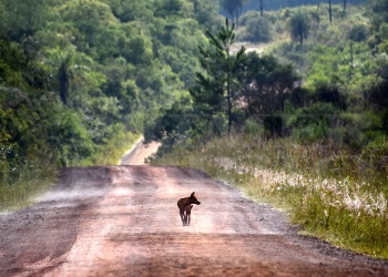 Un camino que no puede perderse