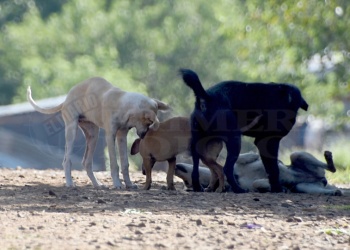 Deberá indemnizar con $14 millones a una mujer mordida por su perro
