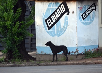 El IMuSA brindará atención gratuita para mascotas en estos puntos de Posadas