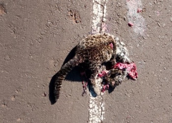 Un ejemplar de Tirica fue atropellado en ruta Provincial 103