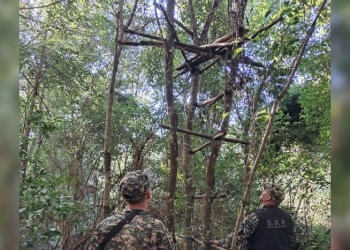 Desmantelan dispositivos para caza furtiva en plena selva misionera