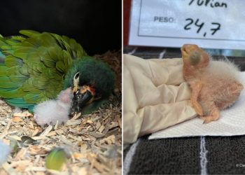 Tras décadas sin registros, nació el primer pichón de Maracaná lomo rojo en Misiones