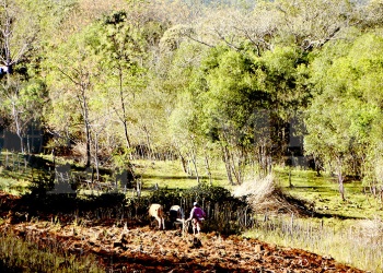 Diversificar para subsistir, el desafío urgente de las chacras misioneras