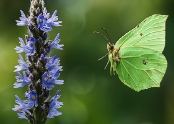 Ecosanación Neuropatologías asociadas a la  propiocepción