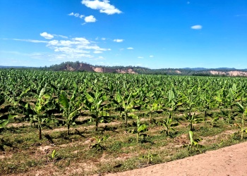 Del bananal tradicional a un modelo más eficiente: cómo la biotecnología redefine la producción en el norte argentino