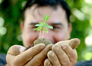 Estudio local reveló la viabilidad real de las bombas de semillas