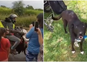Viajó 33 horas en moto para no abandonar a su perro