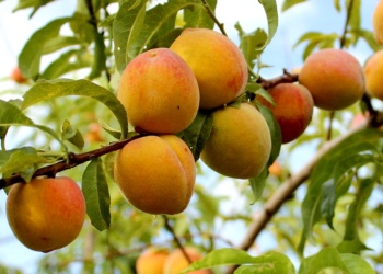 Las condiciones agrometeorológicas fueron las mejores de los últimos años