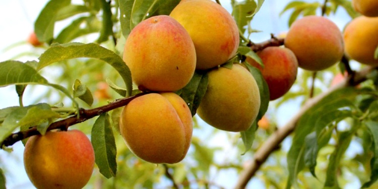 FAVORECIDOS. El durazno, entre otros cultivos frutales, ya completaron su ciclo con rendimientos elevados.