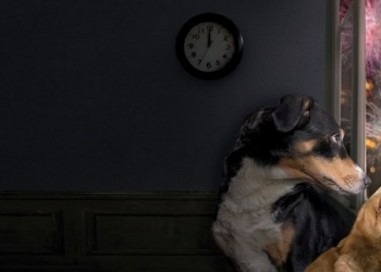 ¿Cómo cuidar a los animales de compañía en estas Fiestas?: “La primera gran recomendación es no a la pirotecnia”