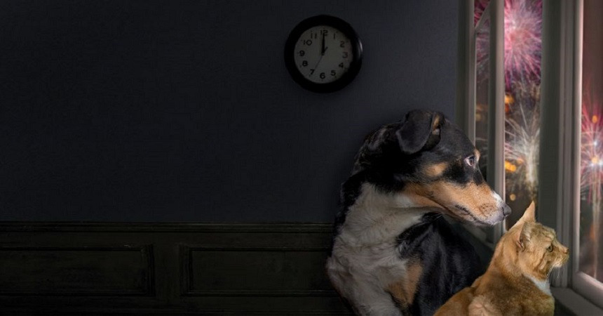 ¿Cómo cuidar a los animales de compañía en estas Fiestas?: “La primera gran recomendación es no a la pirotecnia”