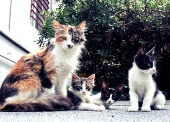 Entre el rescate y la crisis: Ayudando Gatos Posadas pide ayuda para seguir