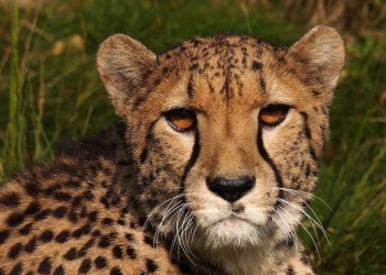 Seis curiosidades sobre los guepardos en su Día