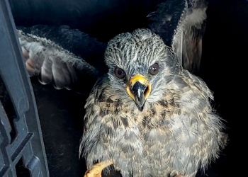 Rescataron una cría de halcón peregrino en Corpus