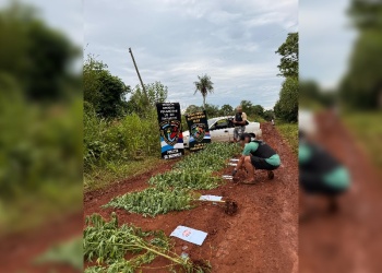 Hallan una plantación de marihuana entre pinos en un baldío de San Ignacio