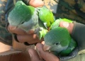 Apóstoles: Rescatan a loros silvestres que estaban preparados para la venta