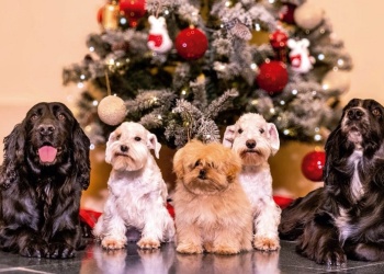 La Navidad es para todos