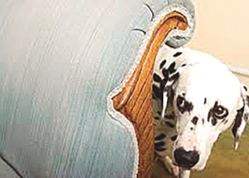 Desarrollando la confianza con tu perro