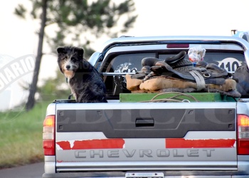 Mascotas y fronteras: qué exige el Senasa para viajar al exterior sin contratiempos