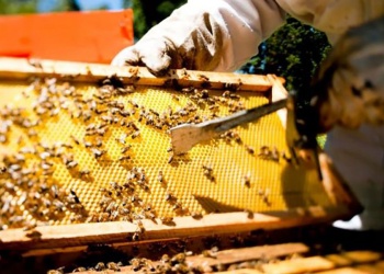 La miel misionera registra un buen inicio de temporada en volumen de producción