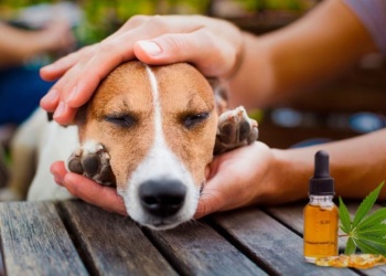 MisioPharma avanza en la regulación de MisCann, el primer cannabis veterinario misionero