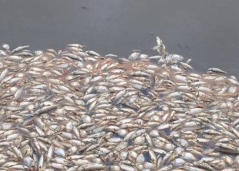 Vecinos denuncian mortandad masiva de peces en una represa del sur correntino