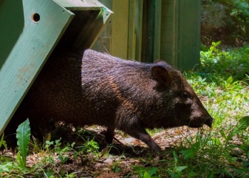 Liberaron a siete pecaríes de collar en un área natural protegida