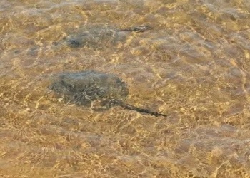 Alerta en las playas de Encarnación por picaduras de rayas