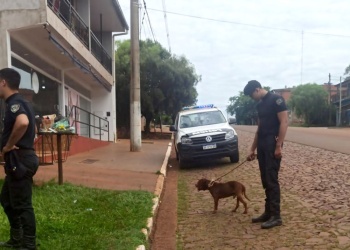 Jardín América: buscan a dueños de un pitbull que fue hallado herido y desorientado