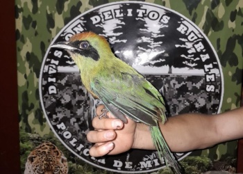 Un Yeruvá Oriental fue rescatado tras ser encontrado herido en la vía pública