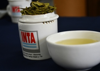 El té misionero abre sus puertas al turismo y la innovación