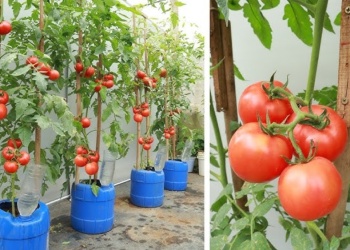 Cómo lograr tomates sanos y abundantes en maceta