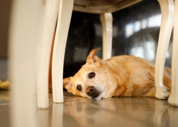 Por qué tu perro se mete debajo de la mesa y qué revela